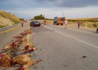 Yük avtomobili qəza törətdi, 27 qoyun tələf oldu - FOTO