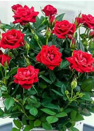 SƏDAQƏTLİ  DOST, VƏTƏNPƏRVƏR XANIM