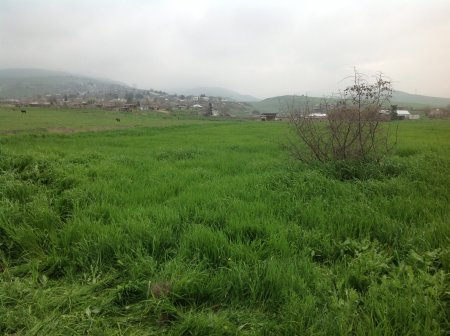 Elxas  COMƏRD - Ləngəbiz.