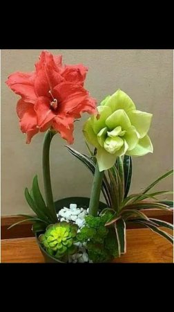 Bu gün ana dili günüdür. Diliniz dönməz ,sözünüz kəsərli olsun - Şəhla XƏLİLQIZI