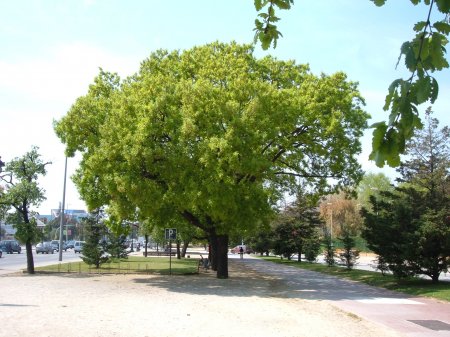SİRLİ AĞAC - Elxan ÇIRAQLI SİRLİ AĞAC - Elxan ÇIRAQLI