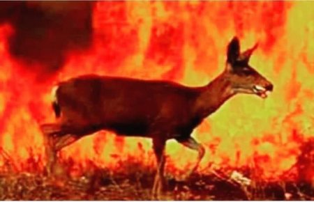 Ovçu insaf elədi, şeytan alov püskürdü, ay Dədə Vurğun