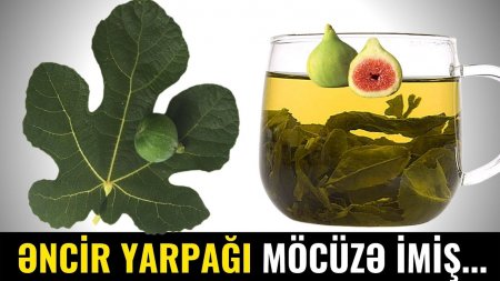 Əncir Yarpağını Qaynadıb İçin - ÇAYI Min Bir Dərdin DƏRMANI İMİŞ Əncir Yarpağını Qaynadıb İçin - ÇAYI Min Bir Dərdin DƏRMANI İMİŞ