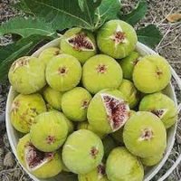 Əncir Yarpağını Qaynadıb İçin - ÇAYI Min Bir Dərdin DƏRMANI İMİŞ