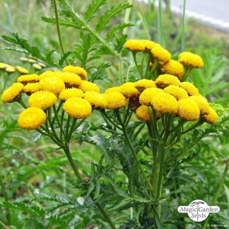 Gözümüzün önündə olan bu bitki qocalmanın qarşısını alırmış - FOTOLAR