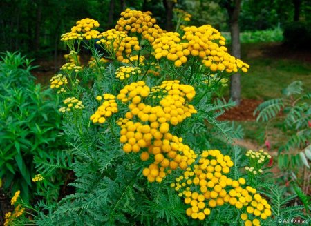 Gözümüzün önündə olan bu bitki qocalmanın qarşısını alırmış - FOTOLAR