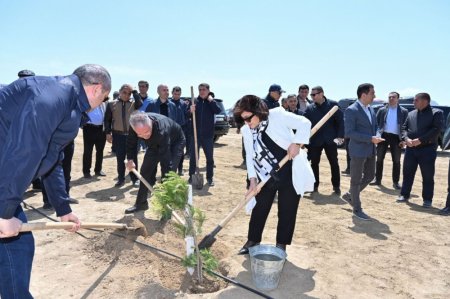 Milli Məclis Ulu Öndərin 100 illiyi münasibətilə yaşıllaşdırma aksiyası təşkil edib - FOTOLAR