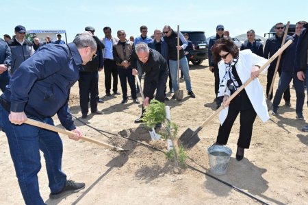 Milli Məclis Ulu Öndərin 100 illiyi münasibətilə yaşıllaşdırma aksiyası təşkil edib - FOTOLAR