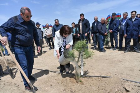Milli Məclis Ulu Öndərin 100 illiyi münasibətilə yaşıllaşdırma aksiyası təşkil edib - FOTOLAR