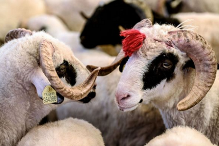 Maaş, insaf elə, dolan bir də gəl - FOTO Maaş, insaf elə, dolan bir də gəl - FOTO