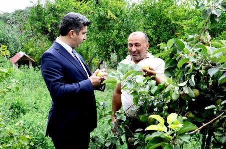 Naftalanda "Qaşaltı bağları"na baxış keçirilib - FOTO