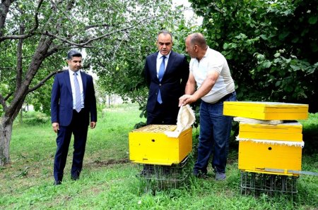 Naftalanda "Qaşaltı bağları"na baxış keçirilib - FOTO