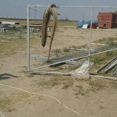 Bakıda əcaib canlı peyda oldu - FOTO Bakıda əcaib canlı peyda oldu - FOTO