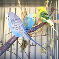 Cəmilə ÇİÇƏK: Bir yuvasız qərib quşam - FOTO