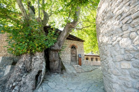 Daşdəmir Əjdəroğlu: Xeyirxah basqallılar - FOTOLAR Daşdəmir Əjdəroğlu: Xeyirxah basqallılar - FOTOLAR
