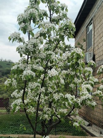 ƏLİSA QƏMGİN : BAHAR ETÜDLƏRİ - FOTO ƏLİSA QƏMGİN : BAHAR ETÜDLƏRİ - FOTO
