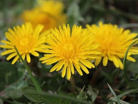 Zəncirotunun, acıqovuqun faydaları Zəncirotunun, acıqovuqun faydaları