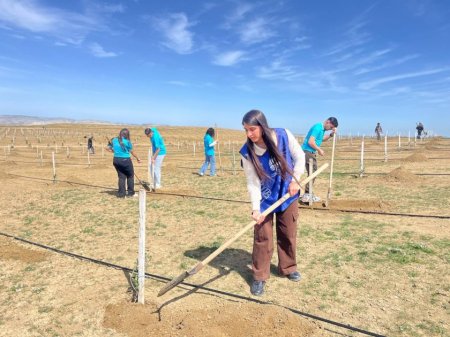 Müşfiqabadda 300-dən artıq Eldar şamı və zeytun ağacı əkilib - FOTOLAR