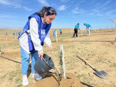 Müşfiqabadda 300-dən artıq Eldar şamı və zeytun ağacı əkilib - FOTOLAR