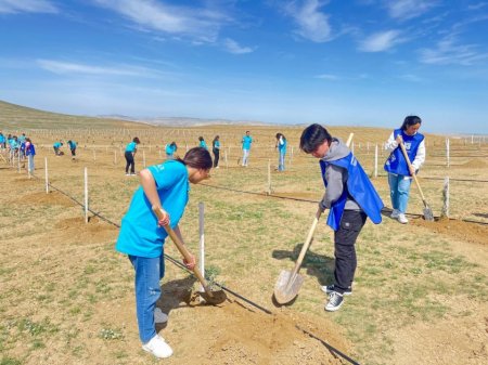 Müşfiqabadda 300-dən artıq Eldar şamı və zeytun ağacı əkilib - FOTOLAR