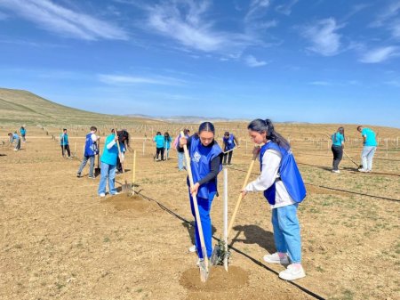 Müşfiqabadda 300-dən artıq Eldar şamı və zeytun ağacı əkilib - FOTOLAR