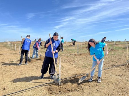 Müşfiqabadda 300-dən artıq Eldar şamı və zeytun ağacı əkilib - FOTOLAR