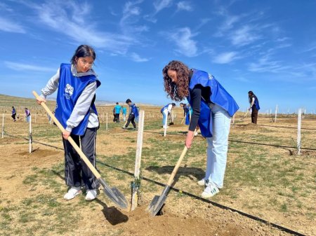 Müşfiqabadda 300-dən artıq Eldar şamı və zeytun ağacı əkilib - FOTOLAR