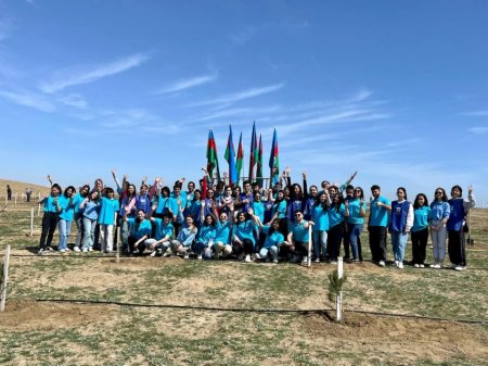 Müşfiqabadda 300-dən artıq Eldar şamı və zeytun ağacı əkilib - FOTOLAR