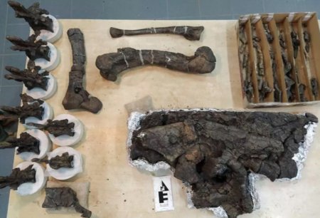 Argentinada ətyeyən dinozavrın yeni növü aşkar edilib Argentinada ətyeyən dinozavrın yeni növü aşkar edilib