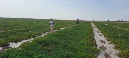Biləsuvarda ilk dəfə olaraq innovativ üsulla qarpız yetişdirilib - FOTO