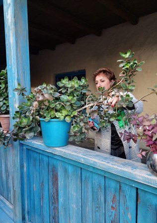  M.Ə.Sabirin Şamaxıdakı Ev- Muzeyinin əməkdaşları tərəfindən ağac və gül kolları əkilib - FOTOLAR