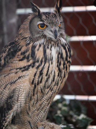 Leyla Əliyeva Bakı zooparkından paylaşım etdi - Fotolar