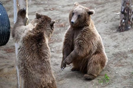 Leyla Əliyeva Bakı zooparkından paylaşım etdi - Fotolar