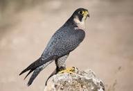 LİLPAR CƏMŞİDQIZI : QƏZƏL